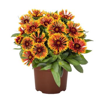 Gaillardia (Blanket Flower) - SpinTop™ 'Mariach Copper Sun' 