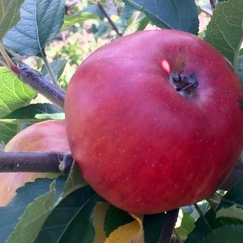 Malus 'Reine Des Pommes' - Reine Des Pommes