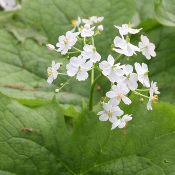 Diphyllaia cymosa - American Umbrella Leaf