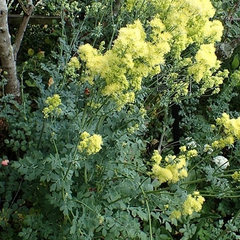 Thalictrum flavum var. glaucum - Yellow Meadow Rue