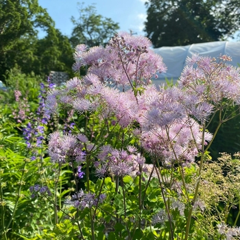 Thalictrum aquilegifolium ('Ruth Joly' Meadow Rue) COPY COPY - Meadow Rue (Ruth Joly)