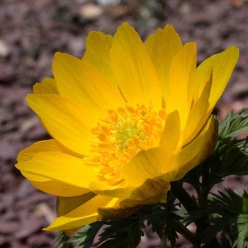 Adonis amurensis 'Fukujukai' - Fukujukai Amur Adonis