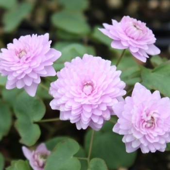 Anemonella thalictroides ''Schoaf's Double' - Schoaf's Double' Rue-anemone