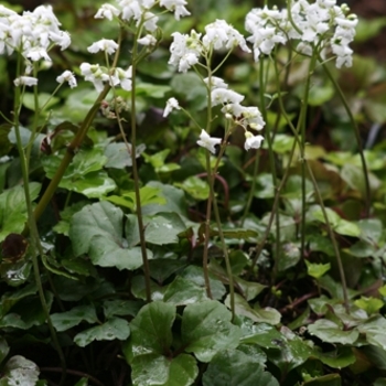 Cardamine trifoliata - Three-flower Cardamine