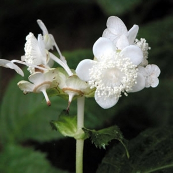 Deinanthe bifida - False Hydrangea