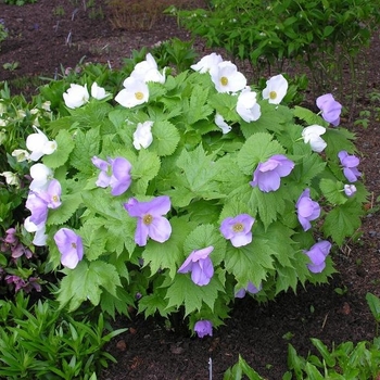 Glaucidium palmatum - Japanese Wood Poppy