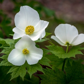 Glaucidium palmatum f. leucanthum - White Japanese Wood Poppy