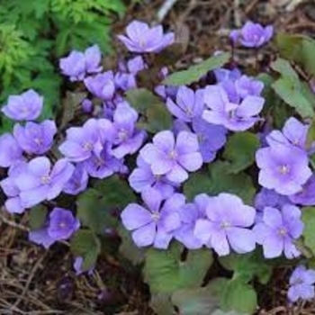 Jeffersonia dubia - Asian Twinleaf