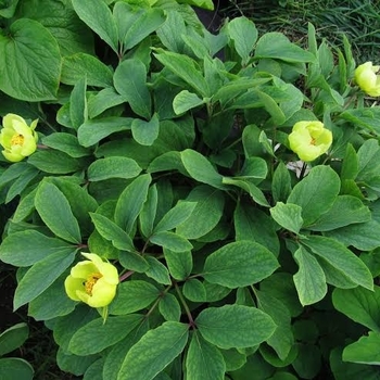 Paeonia mlokosewitschii (Chris Wilson) - Yellow, Caucasian Peony