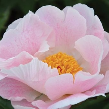 Paeonia lactiflora - Chiffon Clouds Peony
