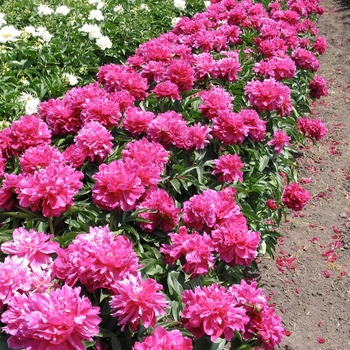 Paeonia lactiflora 'Shawnee Chief' - Shawnee Chief Peony