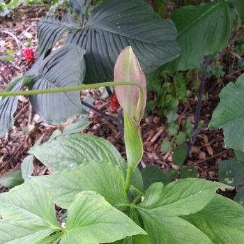 Pinellia 'Polly Sprout' - Green Dragon Polly Sprout