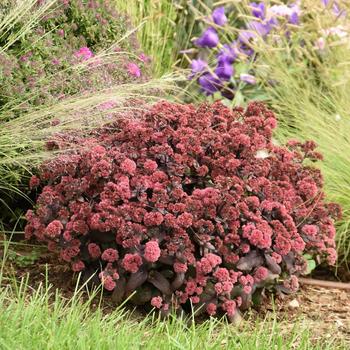 Sedum hybrid - Rock 'N Grow® 'Midnight Velvet'