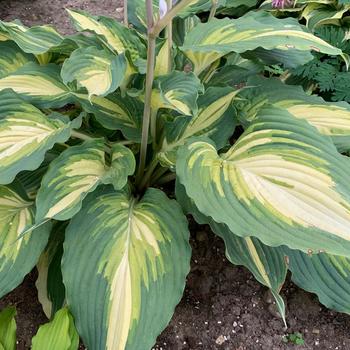 Hosta (Hosta, Plantain Lily) - Shadowland® 'Love Story'