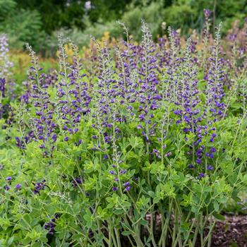 Baptisia (False Indigo) - Decadence® Deluxe 'Periwinkle Popsicle'