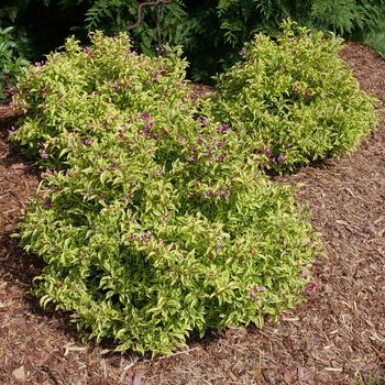 Weigela florida - Bubbly Wine™