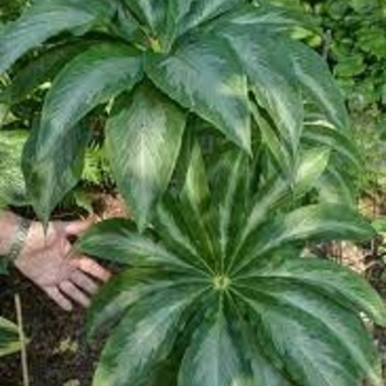 Arisaema consanguineum 'Poseidon' - Himalayan Cobra Lily