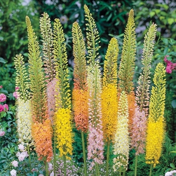 Eremurus stenophyllus - Foxtail Lily