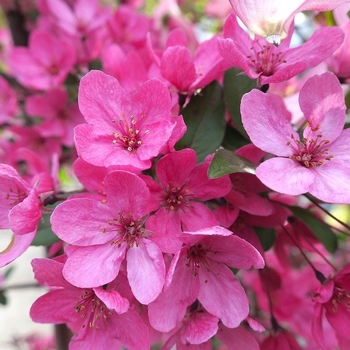 Malus hybrid 'Indian Summer' - 'Indian Summer' Crabapple