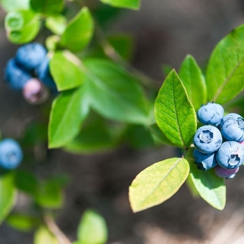 Vaccinium corymbosum 'Ornablue' - Ornablue Blueberry