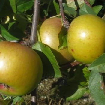 Apple 'Yellow Newton' - Yellow Newton SD Apple