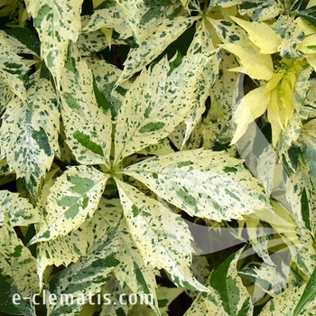 Parthenocissus quinquefolia 'Star Showers' - Star Showers Virginia Creeper