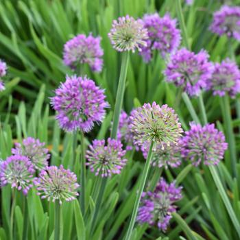 Allium - 'Lavender Bubbles' Ornamental Onion