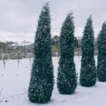 Juniperus scopulorum 'Woodward' - 'Woodward' Juniper