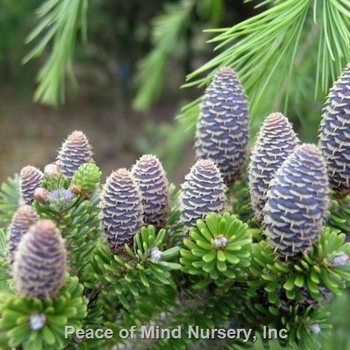 Abies koreana 'Starker's Dwarf' - Starkers Dwarf Korean Fir