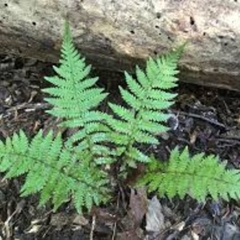 Thelypteris novaboracensis - New York Fern