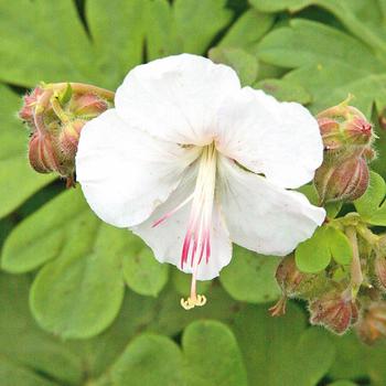 Geranium x cantabrigiense - 'St. Ola' Hardy Geranium