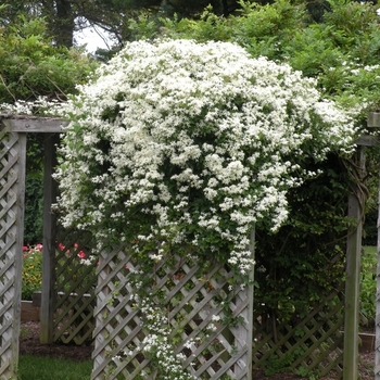 Clematis virginiana - Old Mans Beard