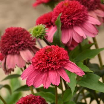 Echinacea (Coneflower) - Double Dipped™ 'Watermelon Sugar'