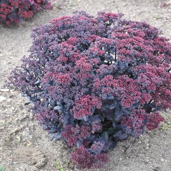 Sedum telephium - 'After Dark' Stonecrop