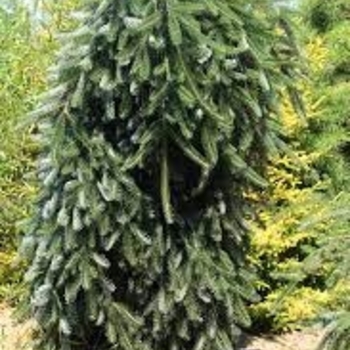 Abies alba 'Green Spiral' (Silver Fir) - Green Spiral Silver Fir