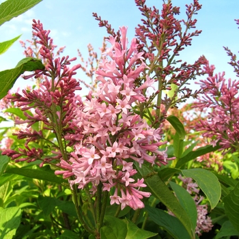 Syringa x prestoniae 'James MacFarlane' - Lilac
