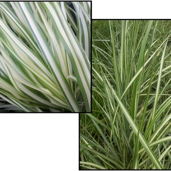 Calamagrostis 'Multiple Varieties' (Assorted, Reed Grass) - Multiple Varieties Assorted, Reed Grass