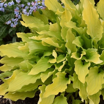 Hosta 'Time in a Bottle' - Time in a Bottle Hosta