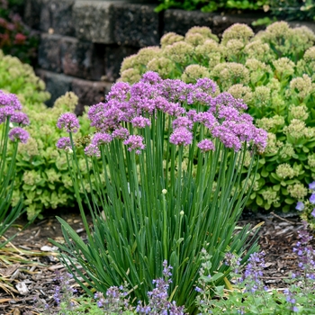 Allium 'Pincushion' - Pincushion Hosta