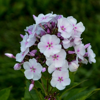 Phlox pan. GARDEN GIRLS 'Party Girl' - Party Girl Garden Phlox