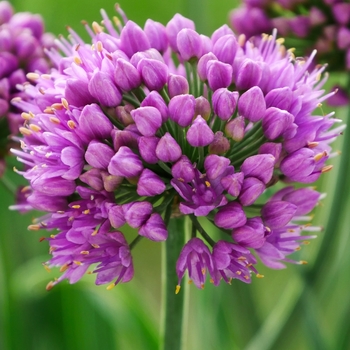 Allium 'Little Sapphire' - Little Sapphire Ornamental Onion