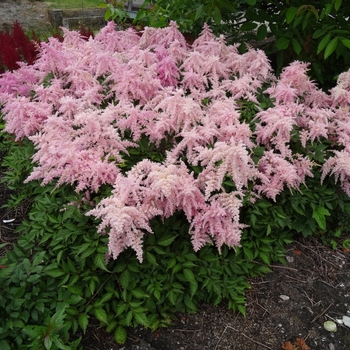 Astilbe ch. 'Fireworks Pink'' - Fireworks Pink Astilbe