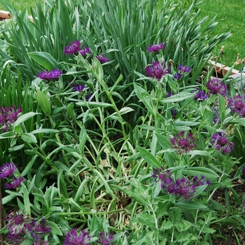 Centaurea montana 'Amethyst Dream' - Bachelor's Button