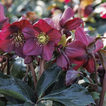 Helleborus x 'Ice N' T Roses' - Ice N' Roses Hellebore