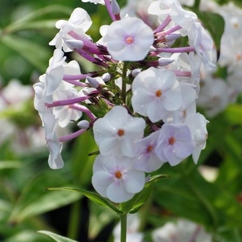 Phlox x EARLIBEAUTY 'Daughter of Pearl' - Daughter of Pearl Garden Phlox