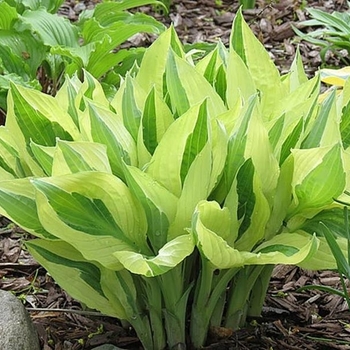 Hosta x 'Yellow Polka Bikini' - Yellow Polka Bikini Hosta