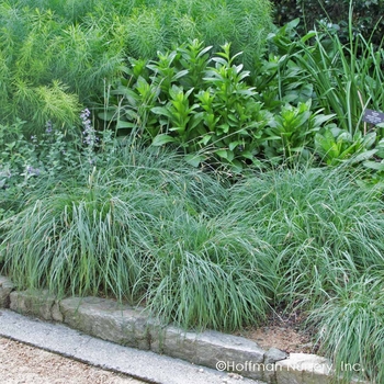 Carex flacca 'Blue Zinger' - Blue Zinger Sedge