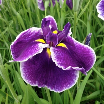 Iris ensata 'Cyrstal Halo' - Crystal Halo Japanese Iris