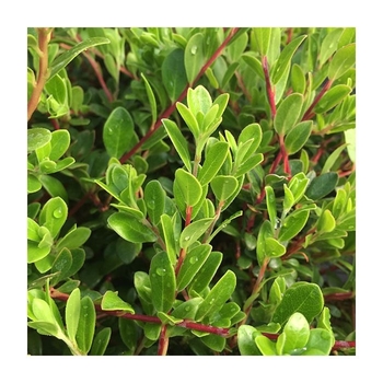 Arctostaphylos uva-ursi 'Little Leaf' - Little Leaf Kinnickkinnick