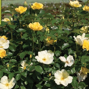 Rosa EASY BEE-ZY 'Knock Out' - Easy Bee-zy Knock Out Rose